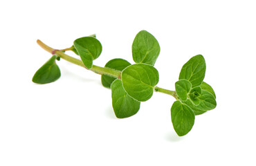 Fresh sweet marjoram herb, isolated on the white background.