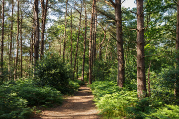 Summer woodland path through trees