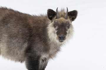 冬の森で撮影した野生の日本カモシカ