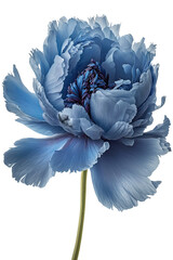 isolated light blue peony flower, botanical drawing, spring, decorative floral illustration, transparent background, png, horizontal, vertical, springtime, floral, generative ai