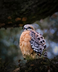 Red-shouldered Hawk in the wild