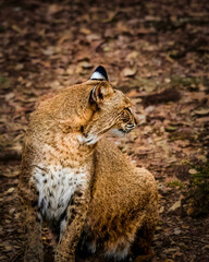Florida Bobcat in the wild