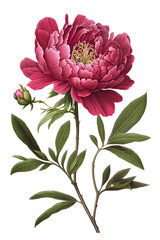 isolated pink, hot pink, peony flower, spring, decorative floral illustration, transparent background, png, horizontal, vertical, springtime, floral, generative ai
