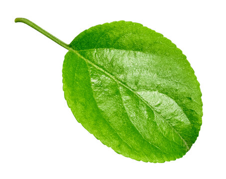 Green leaf of apple tree, on a transparent background. Isolated object. Clipping path