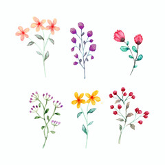 set of wildflowers element with watercolor