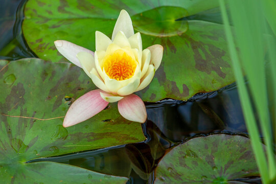 Water lily in Botanical garden og Cologne