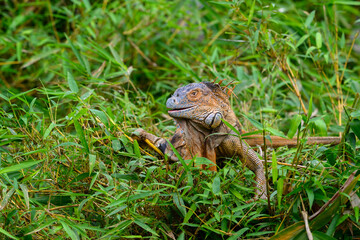 Green Iguana in green grass in Costa Rica