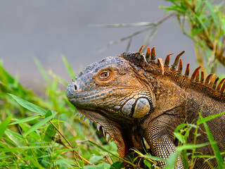Green Iguana closeup portrait in Costa Rica