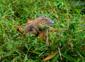 Green Iguana in green grass in Costa Rica