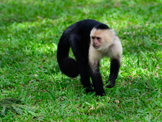White-faced Capuchin Monkey portrait on green grass