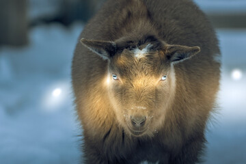 wild boar in winter forest