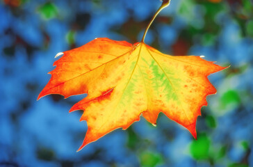 Colorful maple leaf during autumn or fall