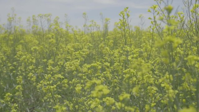 Crane Shot of a Yellow Canola Oil Flower Field in Rural Montana (Sony Camera Raw) 