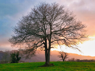 Fototapeta na wymiar Oak tree and rural landscape near Ceceda village, Nava municipality, Asturias, Spain