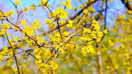 yellow flowers in spring