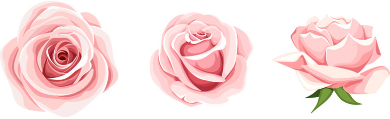 Roses. Set of three pink rose flowers isolated on a white background. Vector illustration - obrazy, fototapety, plakaty