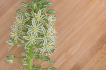 Close up of a Ornithogalum caudatum flower on a wooden background with copy space - Medicinal plant concept