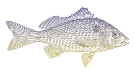 Shining grunt haemulopsis nitidus, tropical marine fish from eastern Pacific