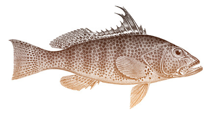 Spotted bay bass paralabrax maculatofasciatus, marine fish from central Pacific