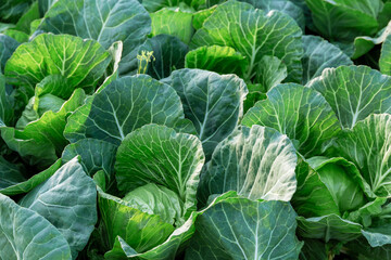 Cabbage grows in rows in a greenhouse. Growing vegetables.