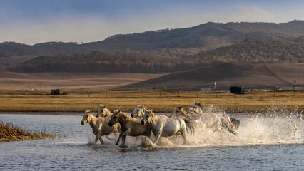 Horses Running in Shallow Water at Sunset