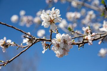 Almond Blossoms early spring white flowers with a blue sky background. Concept for Spring.