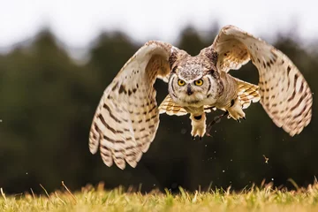 Zelfklevend Fotobehang great horned owl (Bubo virginianus) flying just above the grass © michal
