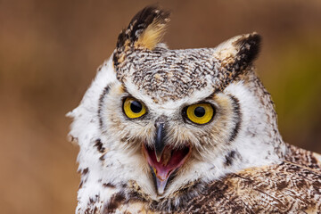 great horned owl (Bubo virginianus) a close-up portrait of him screaming