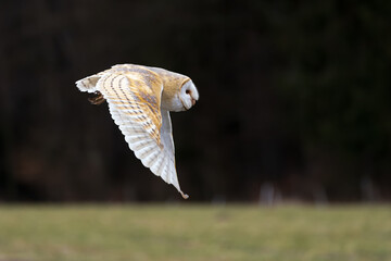 Fototapeta premium barn owl (Tyto alba) flying just above the ground