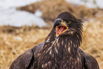 young bald eagle (Haliaeetus leucocephalus) a close-up portrait of him screaming