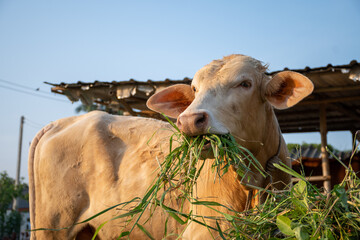 close up shot of young cow eating grass in countryside of thailand - Powered by Adobe