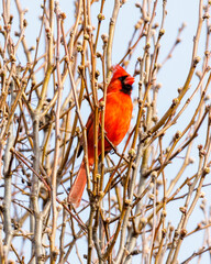 cardinal on a branch