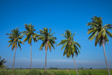 coconut trees lined up againts blue sky and green field at roadside in thailand