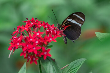 butterfly on flower