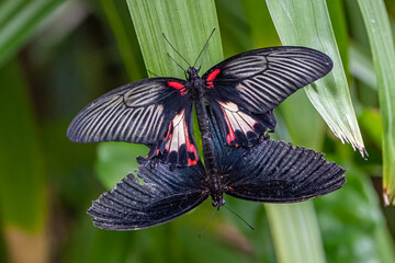 butterfly on a leaf