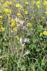 Wild spring flowers close up photo. Nature of Middle East. Tenderness concept.