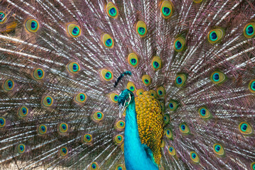 Fototapeta na wymiar Male Peacock, Peafowl