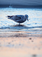 Sunset at Westerland beach, Sylt