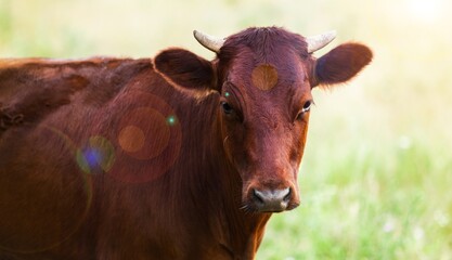 Cute domestic Cow standing on background