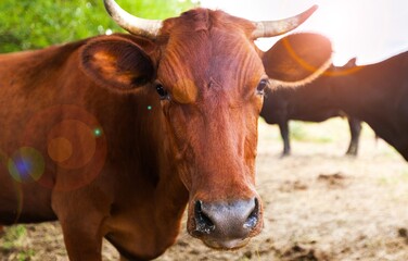 Cute domestic Cow standing on background
