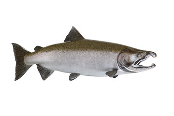 One whole salmon fish isolated on transparent background 