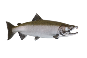 One whole salmon fish isolated on transparent background 