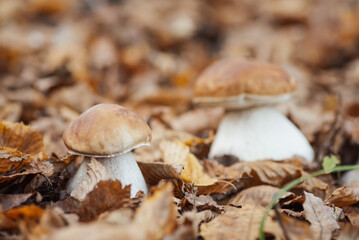 Delicious porcini mushrooms in autumn forest, close up. Edible presents of nature in the woods, picking white ceps in fall