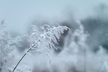 polna roślina przykryta śniegiem