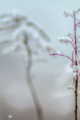 ZIMA, polna roślina przykryta śniegiem. - obrazy, fototapety, plakaty