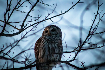 owl on tree