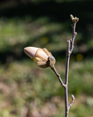Magnolia stellata or star magnolia flower bud on the branch in the garden design.