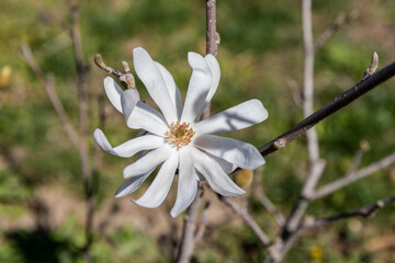 Magnolia stellata or star magnolia white flowers in the garden design.