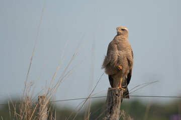 Aguilucho colorado