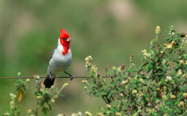 Cardinal Copete Rojo